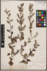 Foto von Salix aurita L.